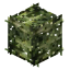 Kiwi Leaves icon