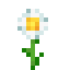 Oxeye Daisy icon
