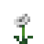 Poppy icon