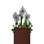 Potted Anemone icon
