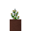 Potted Azure Bluet icon
