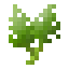 Quinoa icon
