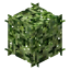 Red Grape Leaves icon