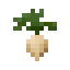 Sugar Beet icon