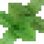 Sweet Marjoram icon