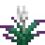 Torchflower icon