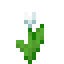 Tulip icon