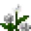 Zinnia icon