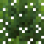 Bay Leaf Leaves icon