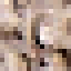 Cork Oak Wood icon