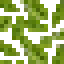 Elderberry Fruiting Leaves icon