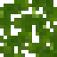 Grandidiers Baobab Leaves icon