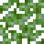 Grapefruit Fruiting Leaves icon