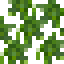 Papaya Fruiting Leaves icon