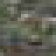 Peach Log icon