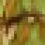 Salak Log icon