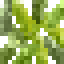 Yellow Meranti Leaves icon