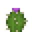 Barrel Cactus icon