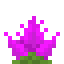 Cactus Flower icon