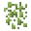 Duckweed icon