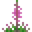 Fireweed icon