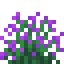 Magenta Snowbelle icon