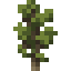 Pine Sapling icon