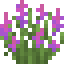Purple Lupine icon