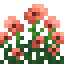 Salmon Poppy Bush icon