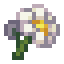 Swamp Daisy icon