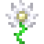 Radiant Daisy icon