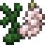 White Lupine icon