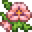 Panola Pink Pansies icon