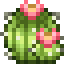 Pink Crown Cactus icon