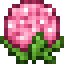 Pink Hydrangea icon