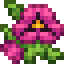 Pink Pansies icon