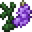 Violet Lupine  icon