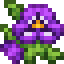 Purple Pansies icon