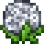 White Hydrangea icon