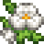 White Pansies icon