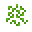 Clover Patch icon