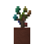 Potted Rainbow Oak Sapling icon